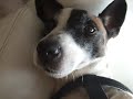 cukulat-jack russell  loves massage