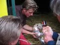 Tijgers geboren in Culemborg