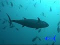 BARRACUDA A SIPADAN BARRACUDA A SIPADAN