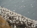 Cape St Marys ecological Reserve
