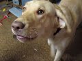 My dog Lucy.