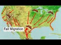 Monarch butterfly migration