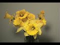 Time Lapse Daffodil Life and Death Time Lapse Daffodil Life and Death