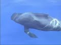 Calderon tropical - Pilot Whale