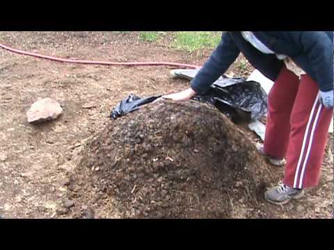 how to fertilize with chicken manure