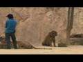 Tiger Temple/ Aggressive Tigers - 3