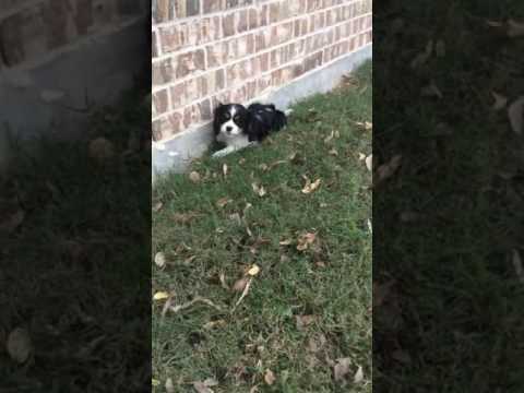 Cavalier King Charles Spaniel Puppy is ready for adoption!!