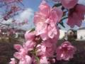 春の花 - Spring flower.