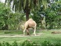 HEADless Camel
