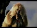 National Geographic - Monkeys go crazy! National Geographic - Monkeys go crazy!