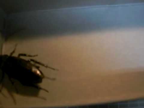 HEXBUGgoki_test01