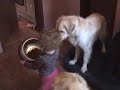 Feeding 2.part Feeding 2.part