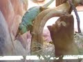 Camelion at pet store