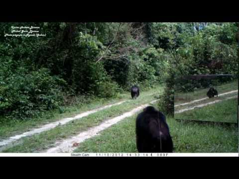 enforet - FRENCH/ENGLISH: Dans un groupe de chimpanzés face à un miroir, si chaque sujet voit, en son image, un congénère inconnu de lui, il voit aussi les images des ...