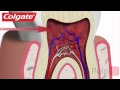 Your Teeth Explained by Colgate