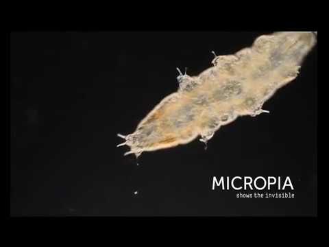 Video beerdiertje - water bear - Tardigrada Video beerdiertje - water bear - Tardigrada