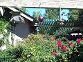 House Finches and Gold Finches at the bird feeders