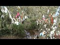 Cloutie Tree Near The Celtic Chapel At Madron