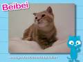 Ultra Kawaii - Kneading Kitties!