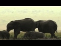 The Desert Crazy Elephants (original narration by Randall)