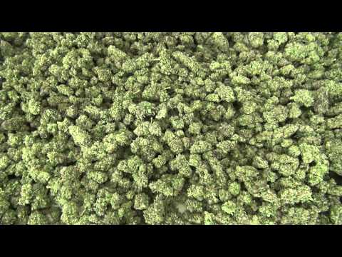 how to harvest weed buds
