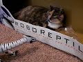 Roboreptile meets cats...