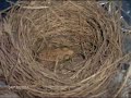 Slideshow Mother Nature  few Native Projects