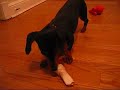 Jazz the Dachshund