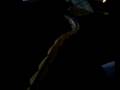videos de FEMALE TIGER RETIC FEEDING VID 3