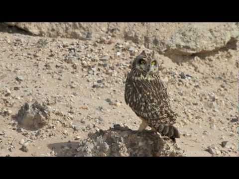 صور من الحياه البريه بالكويت