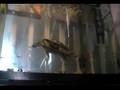 Turtle Eating Fish - Amazing!