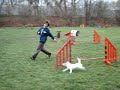 Zira Agility Training