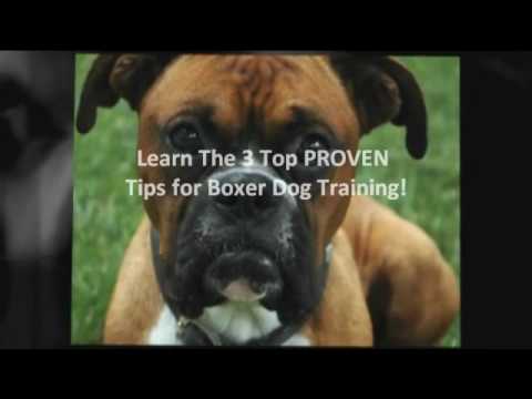 how to train boxer dog