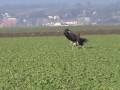 Best of Falconry 2008