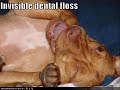 vERY fUNNY dOGS 7