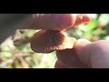 Fungus Among Us