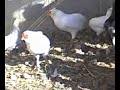 Gallinas araucanas blancas Gallinas araucanas blancas