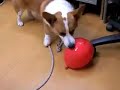 コーギー（MAC）の風せん遊び corgi Dog再生に時間がかかるので、アップし直しました