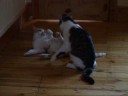 Wrestling cats