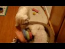 Minik and Candy 2