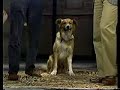 Paul and Woofy on Letterman