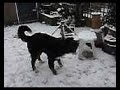 Daisy in de sneeuw