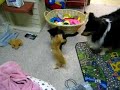 ufc-fight-chihuahua-vs-cat.html