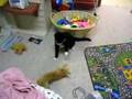 UFC Fight - Chihuahua vs Cat