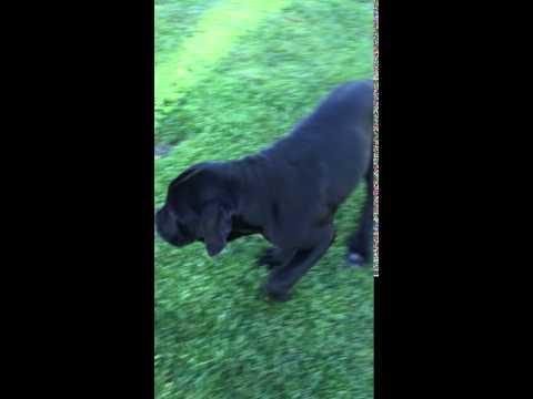 Fiona loves to run and play with friends.