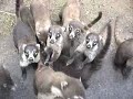 Coati Mundis Costa Rica 2002