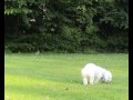 Pasace sie zajace ( Polla wie Kaninchen) Pasace sie zajace ( Polla wie Kaninchen)