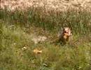 Gophers