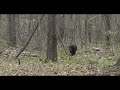 Demo Video