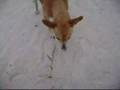 Cachorro esperto de Jaconé ( O caçador de Siri )